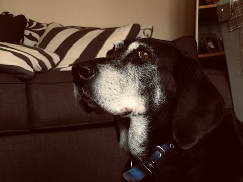 A mature dog with a black and white coat is wearing a blue collar, gazing attentively to the side. The background features a couch with striped cushions, creating a cozy indoor setting.