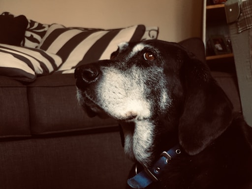 A mature dog with a black and white coat is wearing a blue collar, gazing attentively to the side. The background features a couch with striped cushions, creating a cozy indoor setting.