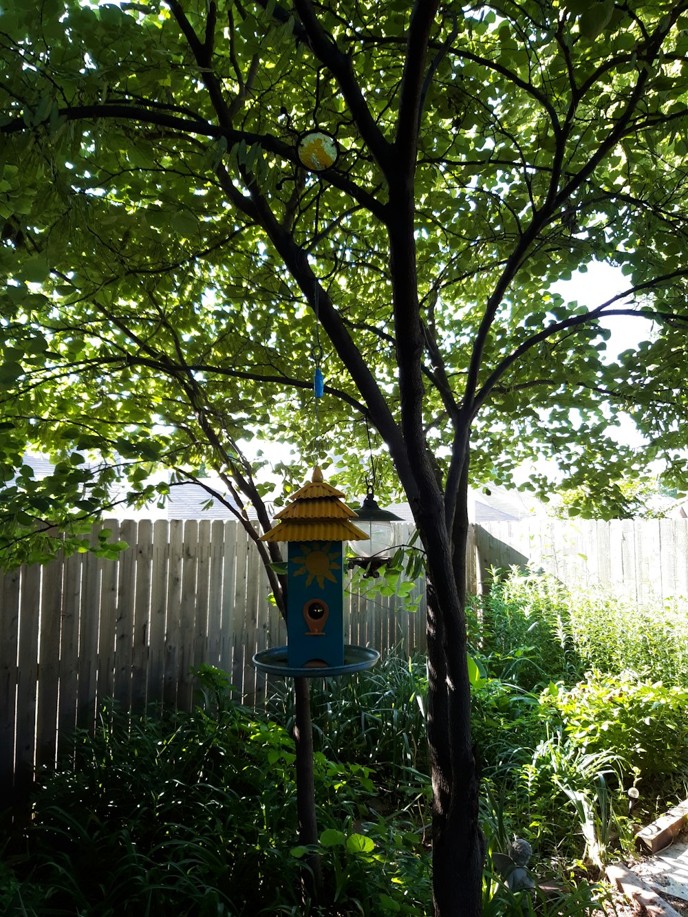 gaiola de cacatua azul e amarela ao lado da árvore