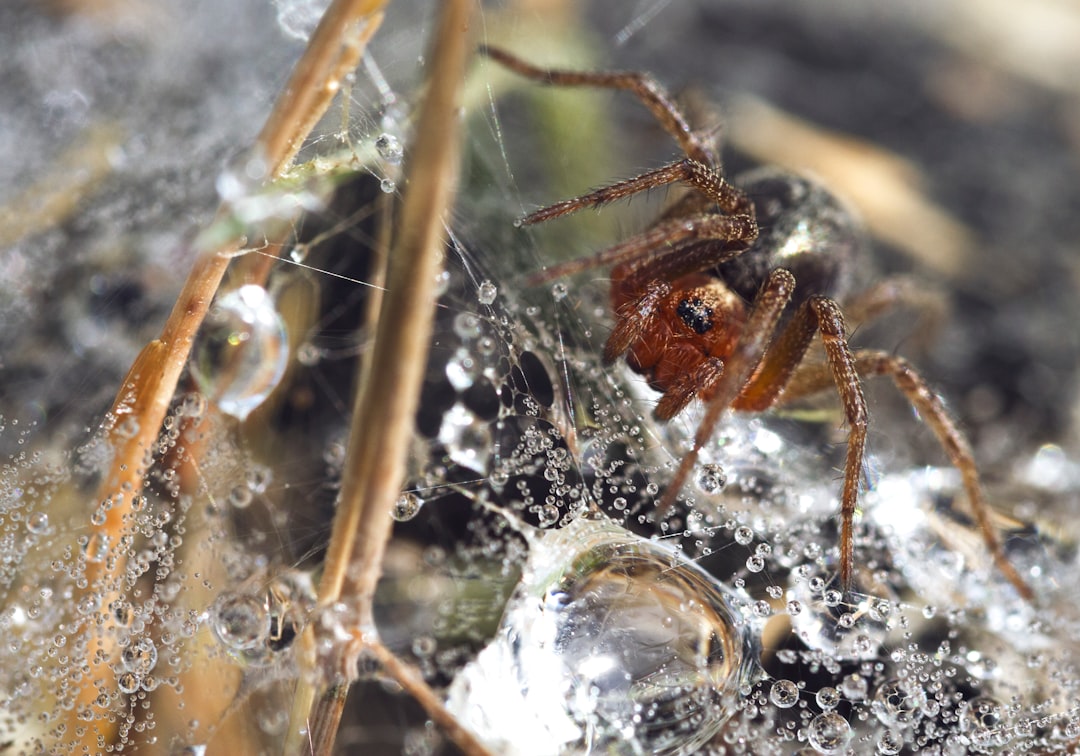 brown spider