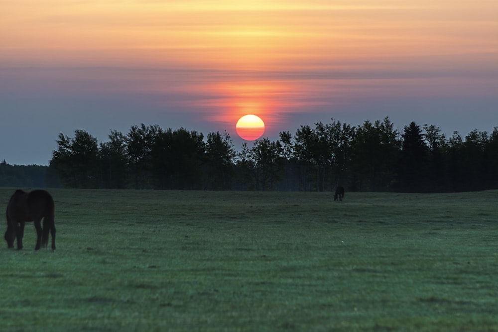 black horse standing on green grass field