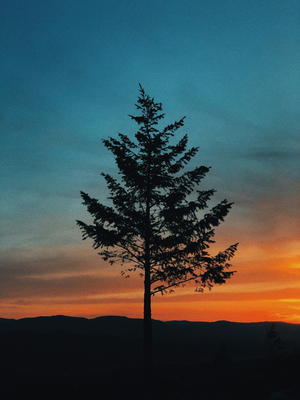 silhouette of tree photo during dusk