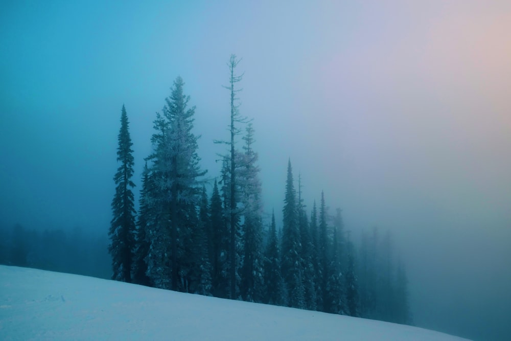 landscape of a snowy woods