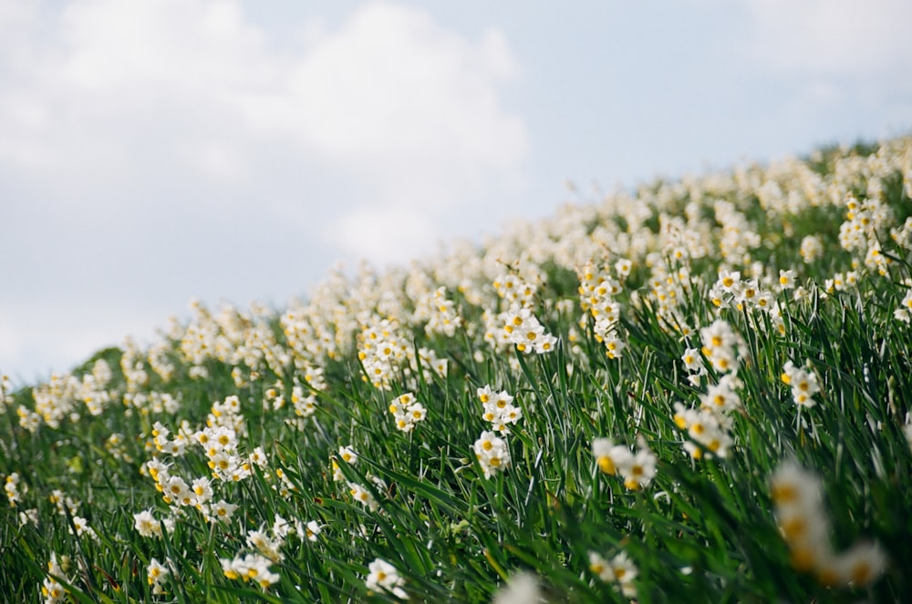 white petaled flower