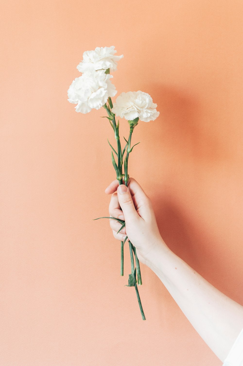 white petaled flower