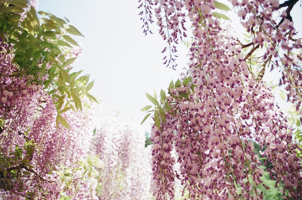 purple and white flowers scenery