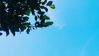 Close-up of a beautifully pruned tree branch with lush green leaves under a clear blue sky in Boise.