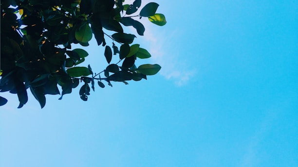 Close-up of a beautifully pruned tree branch with lush green leaves under a clear blue sky in Boise.