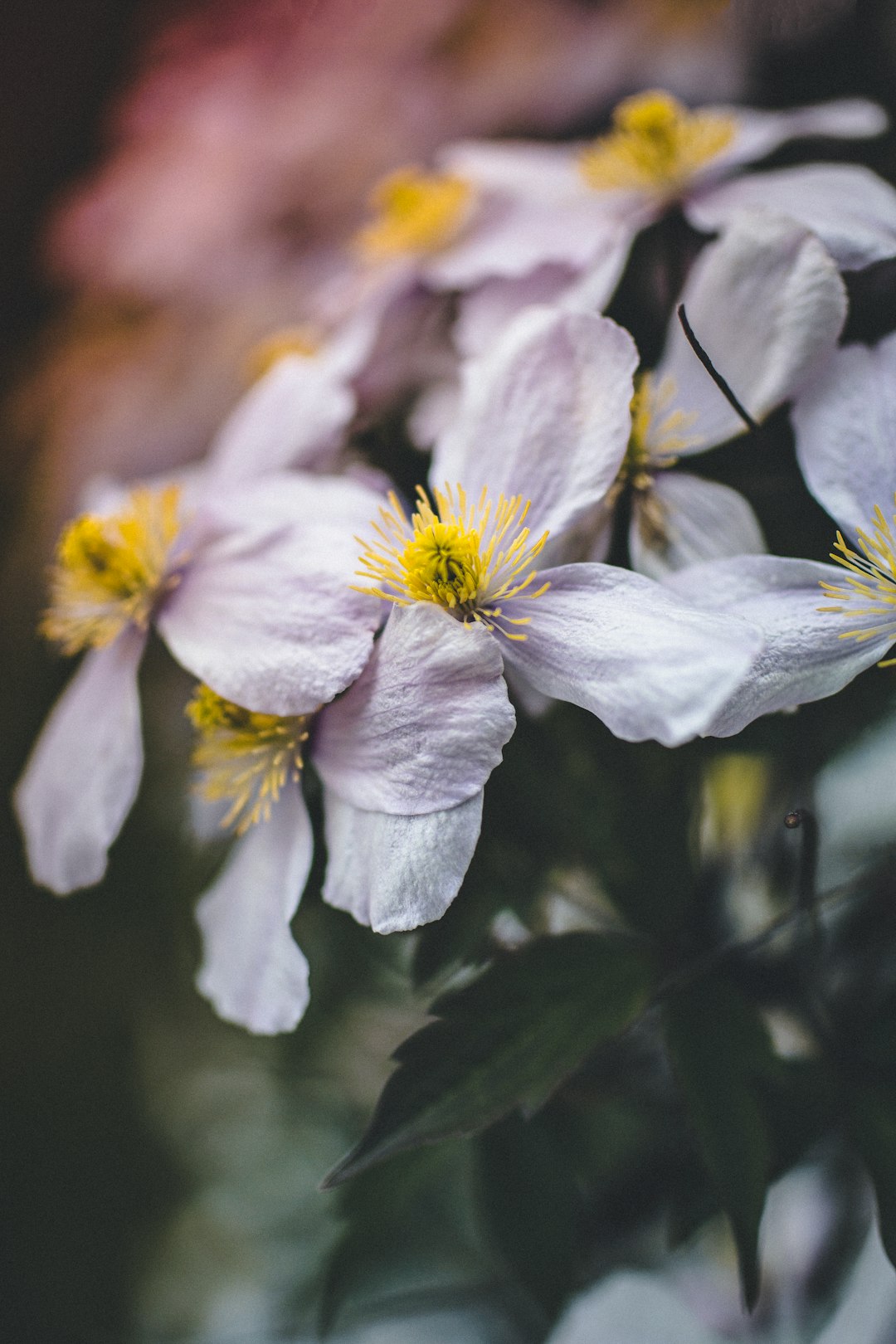 selective focus photography of white petaled fllower