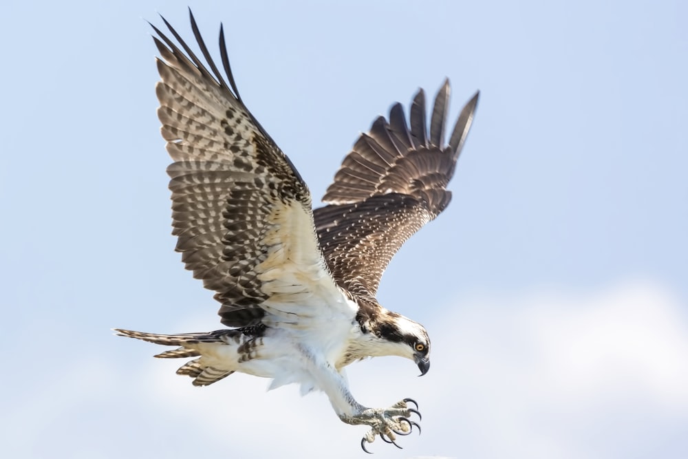 Selektive Fokusfotografie von Weißkopfseeadlern