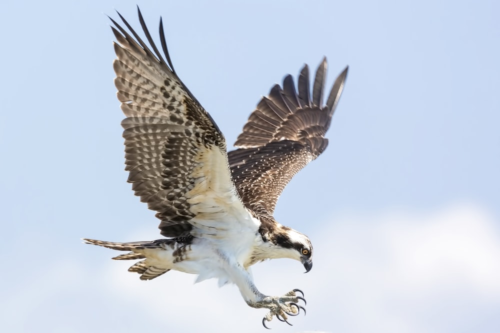 Fotografía de enfoque selectivo del águila calva