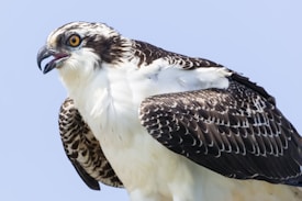 A close-up of an osprey with its head turned slightly to the side. The bird features striking yellow eyes, a sharply curved beak, and intricately patterned black and white feathers. Its mouth is open, possibly mid-call, against a clear blue sky.