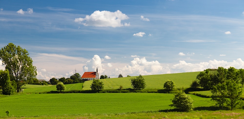 green grass field with bush plant scenery