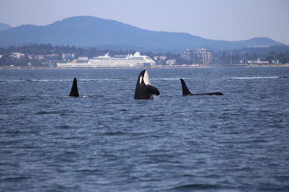 whales on body of water