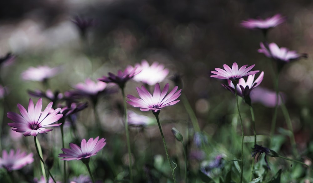 fotografia de foco seletivo de flor de pétala roxa