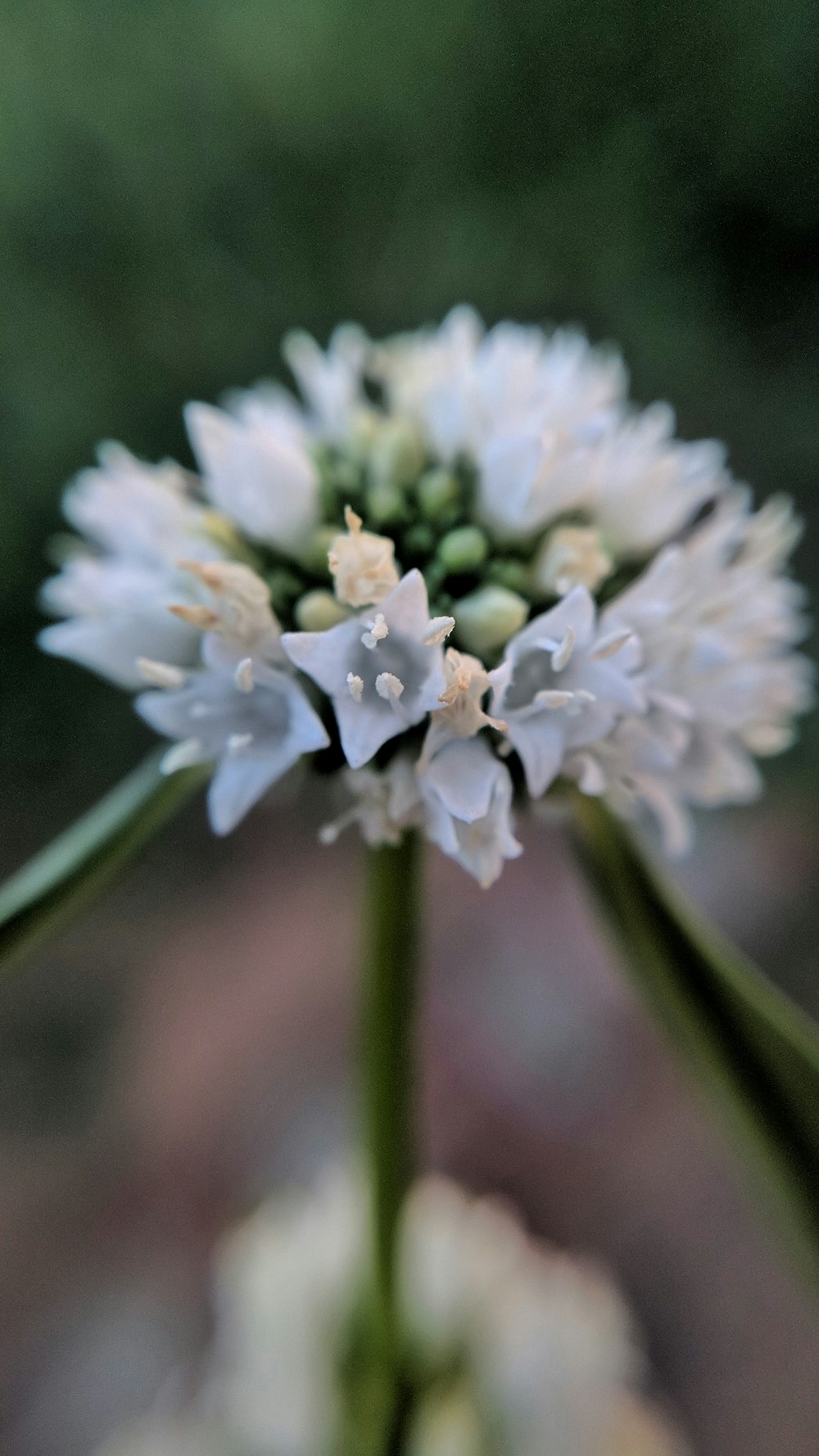 Photo de fleur blanche