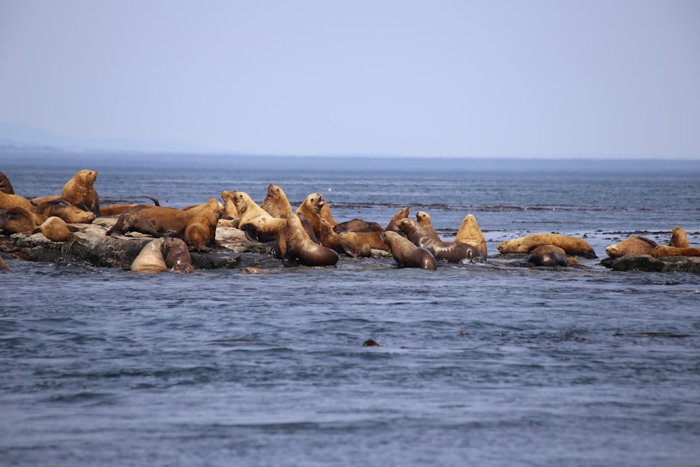 selective focus photography of seal