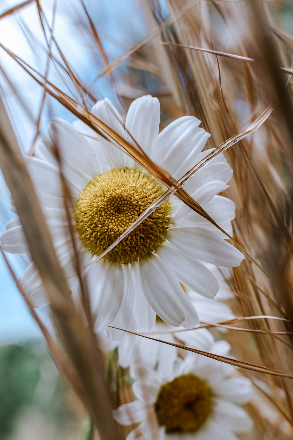 a close up of a bunch of flowers in a field