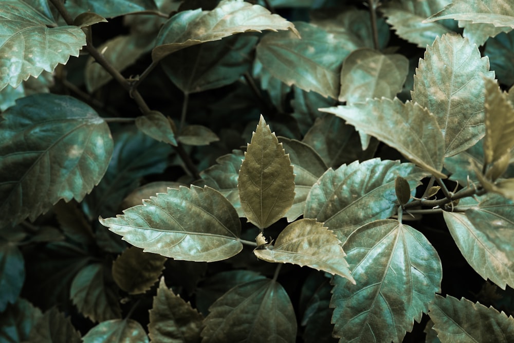 pianta a foglia verde