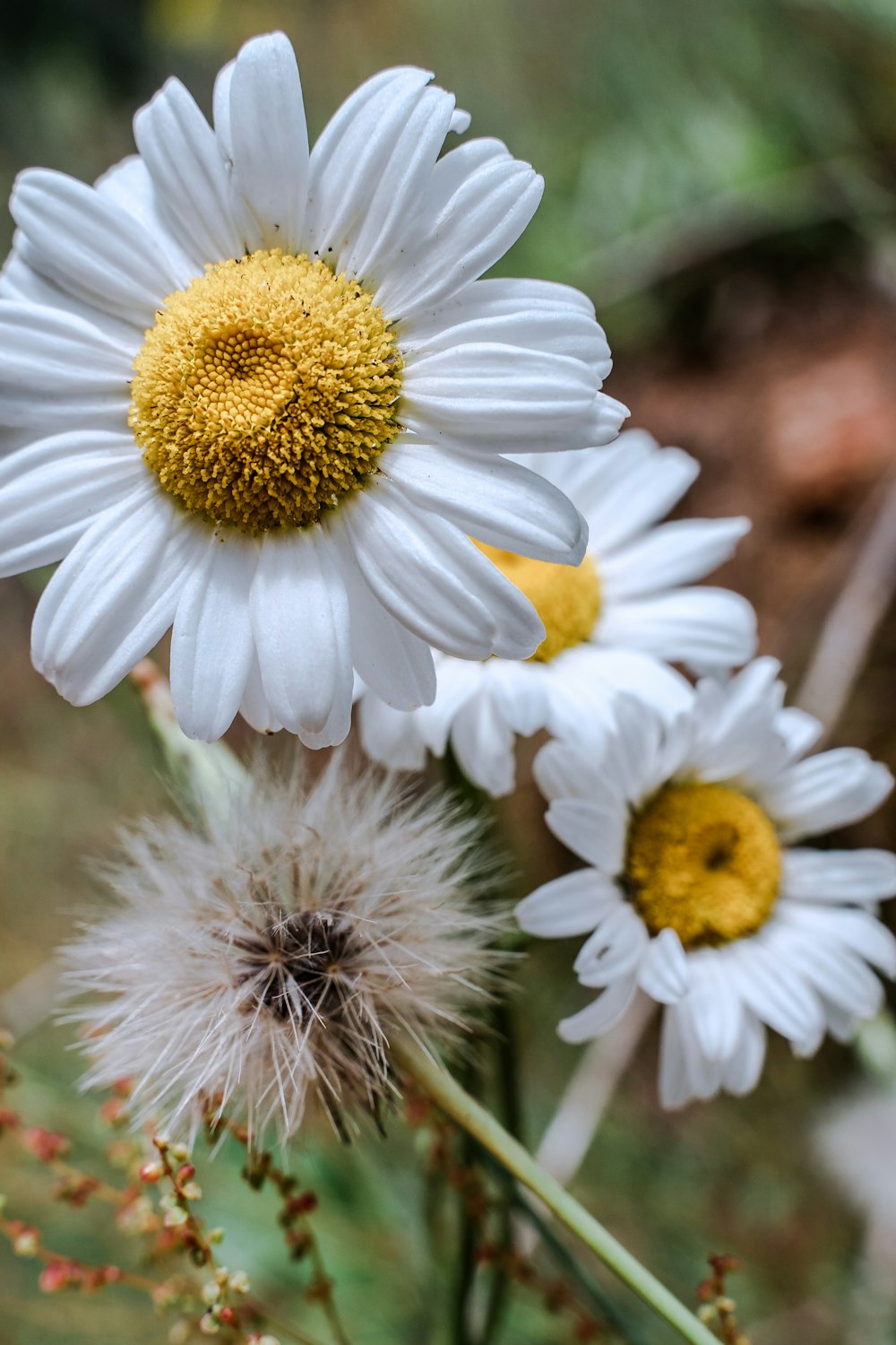 white-and-yellow flowers