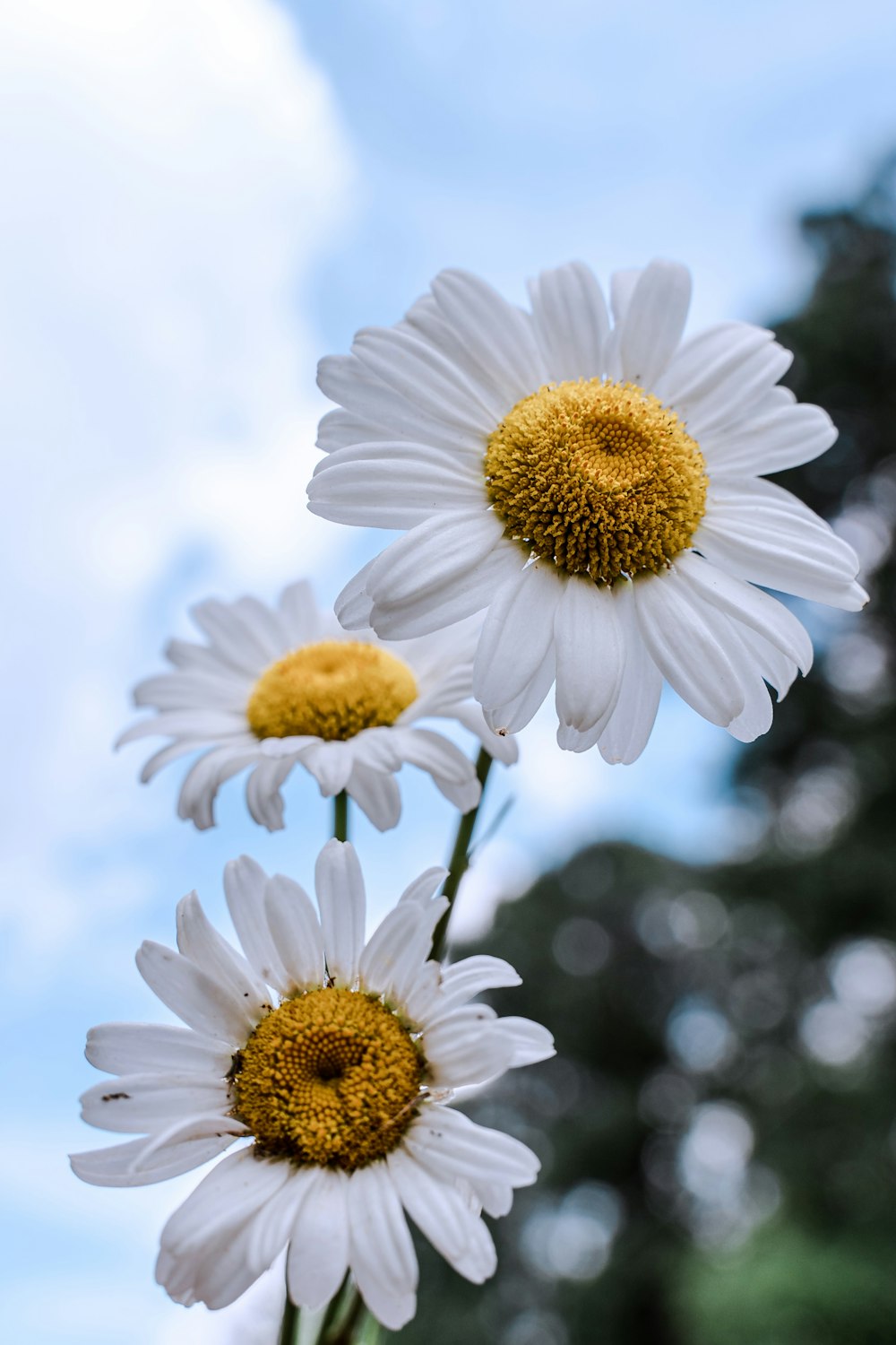 trois fleurs de marguerite blanches