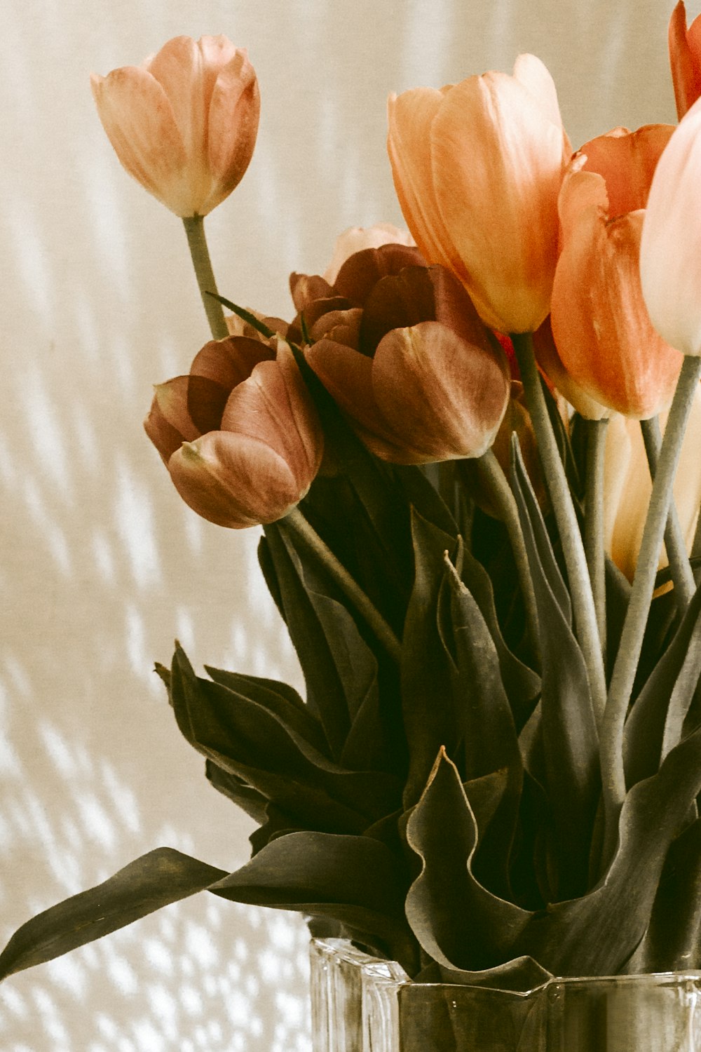 orange tulips flowers in vase