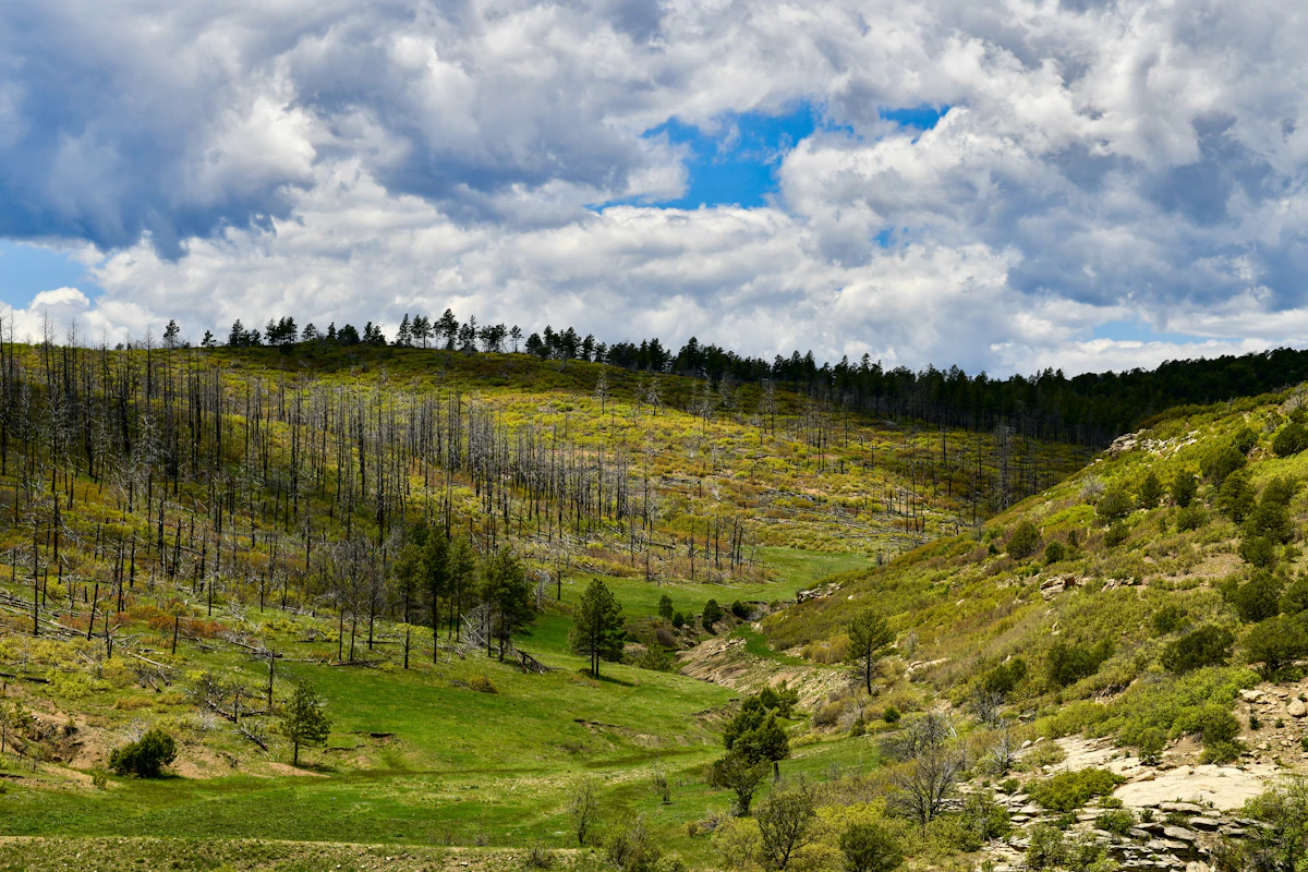 Grassy slopes with pines and standing dead trees under clouds, near Raton, New Mexico