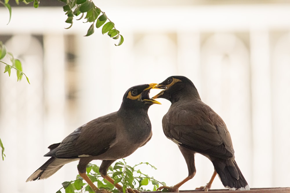 two gray and yellow birds on tree branch