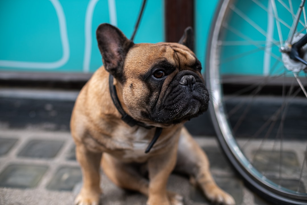 brown and black pug besides bicycle tire
