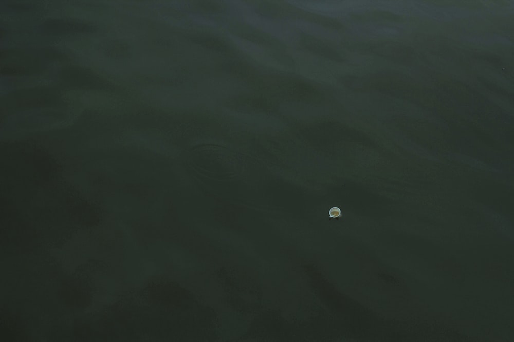 a white object floating on top of a body of water