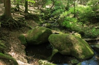 Close-up of moss-covered rocks beside a gentle stream in a quiet woodland.
