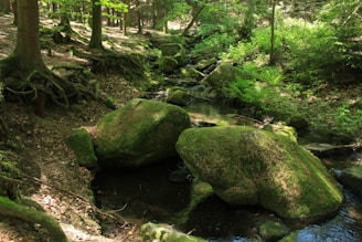 Close-up of moss-covered rocks beside a gentle stream in a quiet woodland.