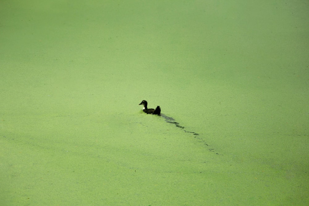 duck on body of water