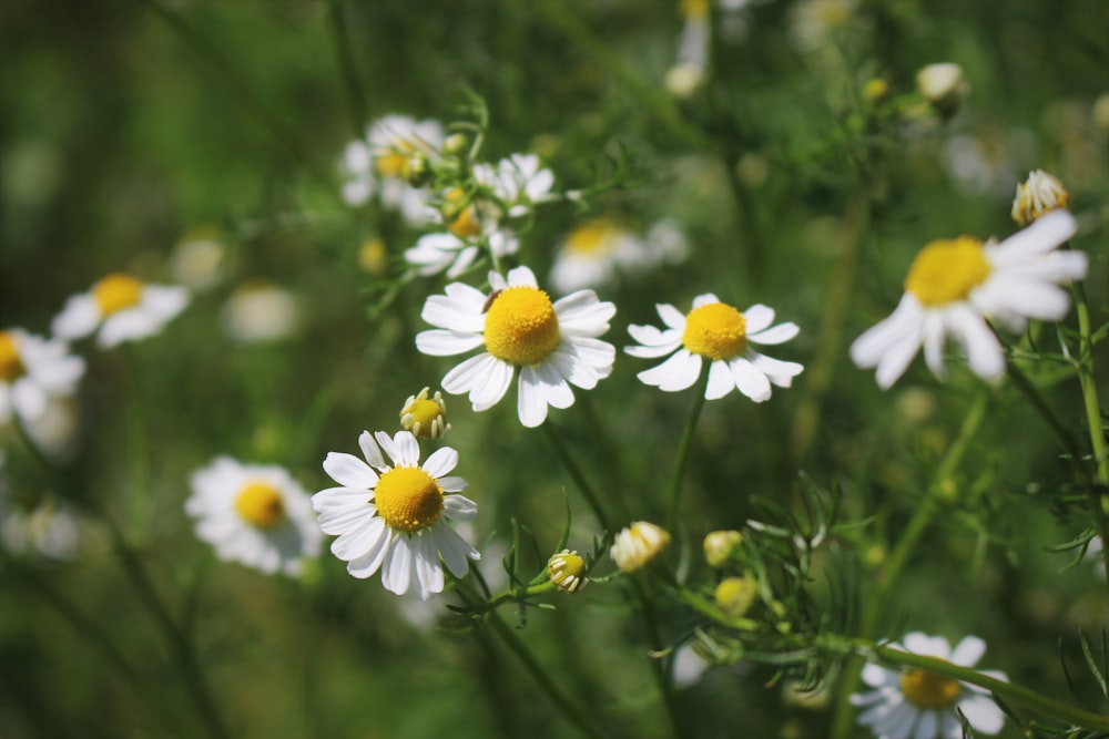 white daisy flowers during daytime