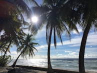 Sunlight peeking through palm trees along a quiet beach shore in Malaysia.