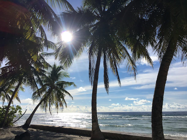 Sunlight filtering through palm trees onto a quiet sandy beach with turquoise waters.