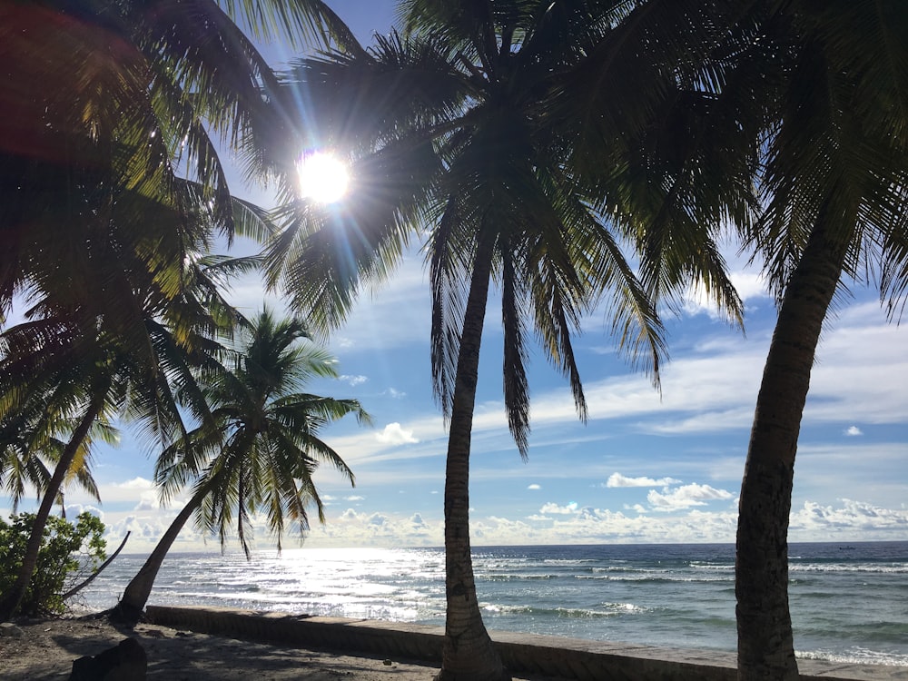 coconut palm trees beside beach