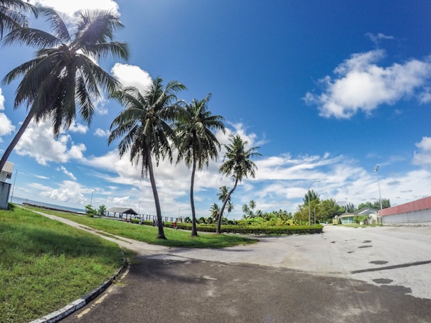 A peaceful trailer park with palm trees and cozy homes under a clear blue sky.