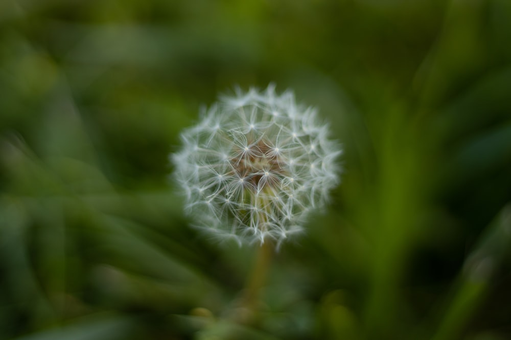 white dandelion flower in selective-focus photography