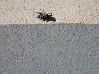 A dark-colored cricket is sitting on a textured surface with two distinct shades, divided horizontally. The upper portion is a light cream color, while the lower portion is a light gray. The cricket's shadow is visible on the wall.