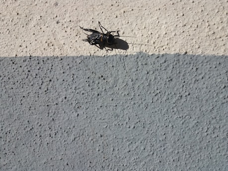 A dark-colored cricket is sitting on a textured surface with two distinct shades, divided horizontally. The upper portion is a light cream color, while the lower portion is a light gray. The cricket's shadow is visible on the wall.