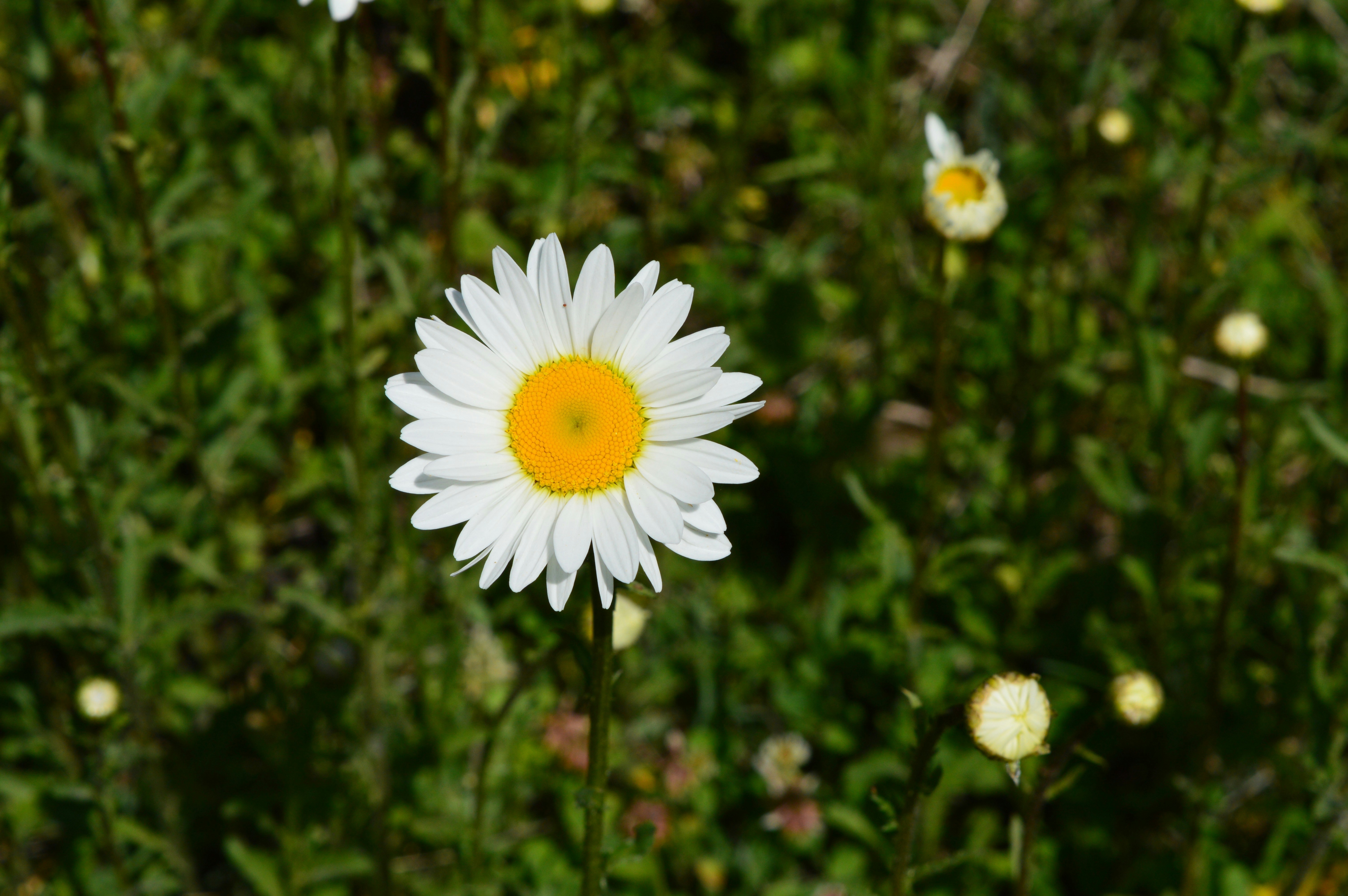 Photo by sopanshewale