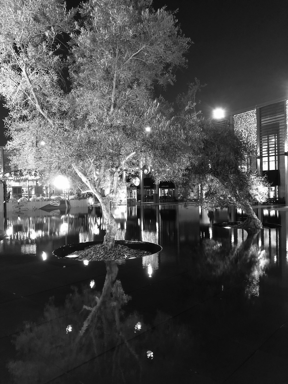 greyscale photography of tree