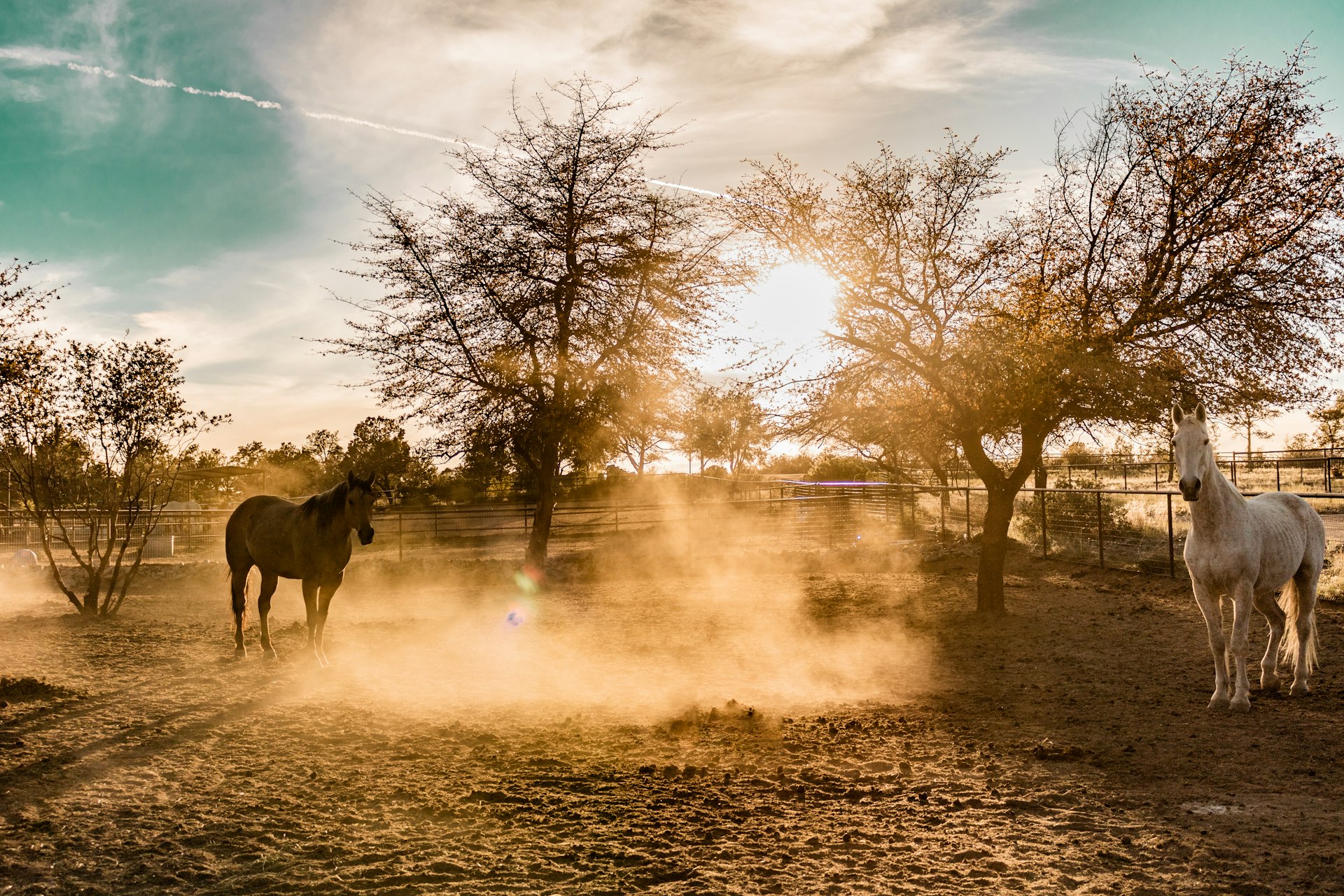 Konie o zachodzie słońca