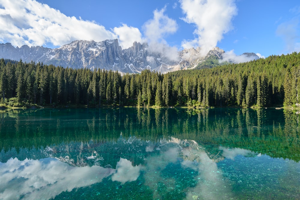 forest between clouds and water