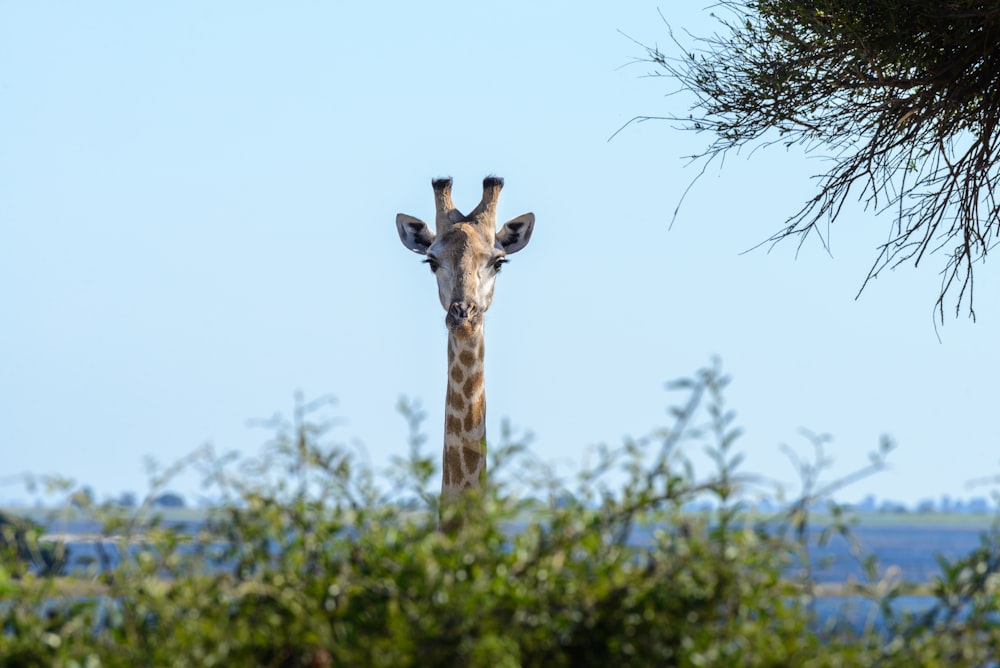Fotografia de vida selvagem de girafa marrom e bege