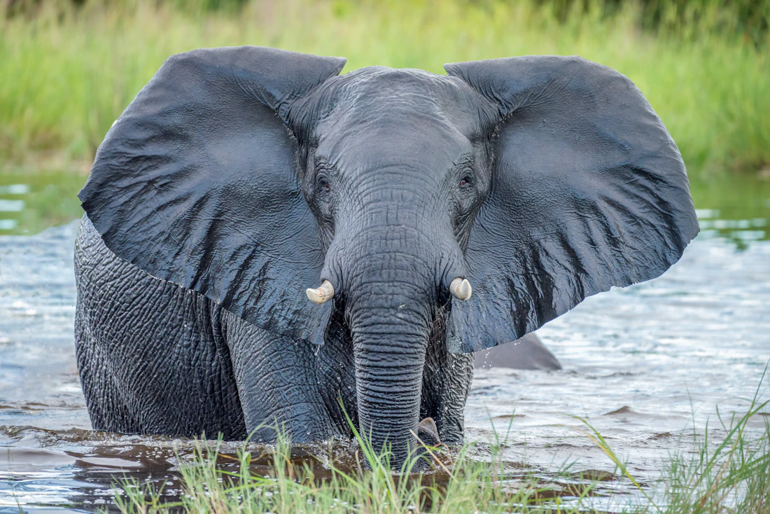 A lone African elephant standing in the shallows of a waterhole on the savanna
