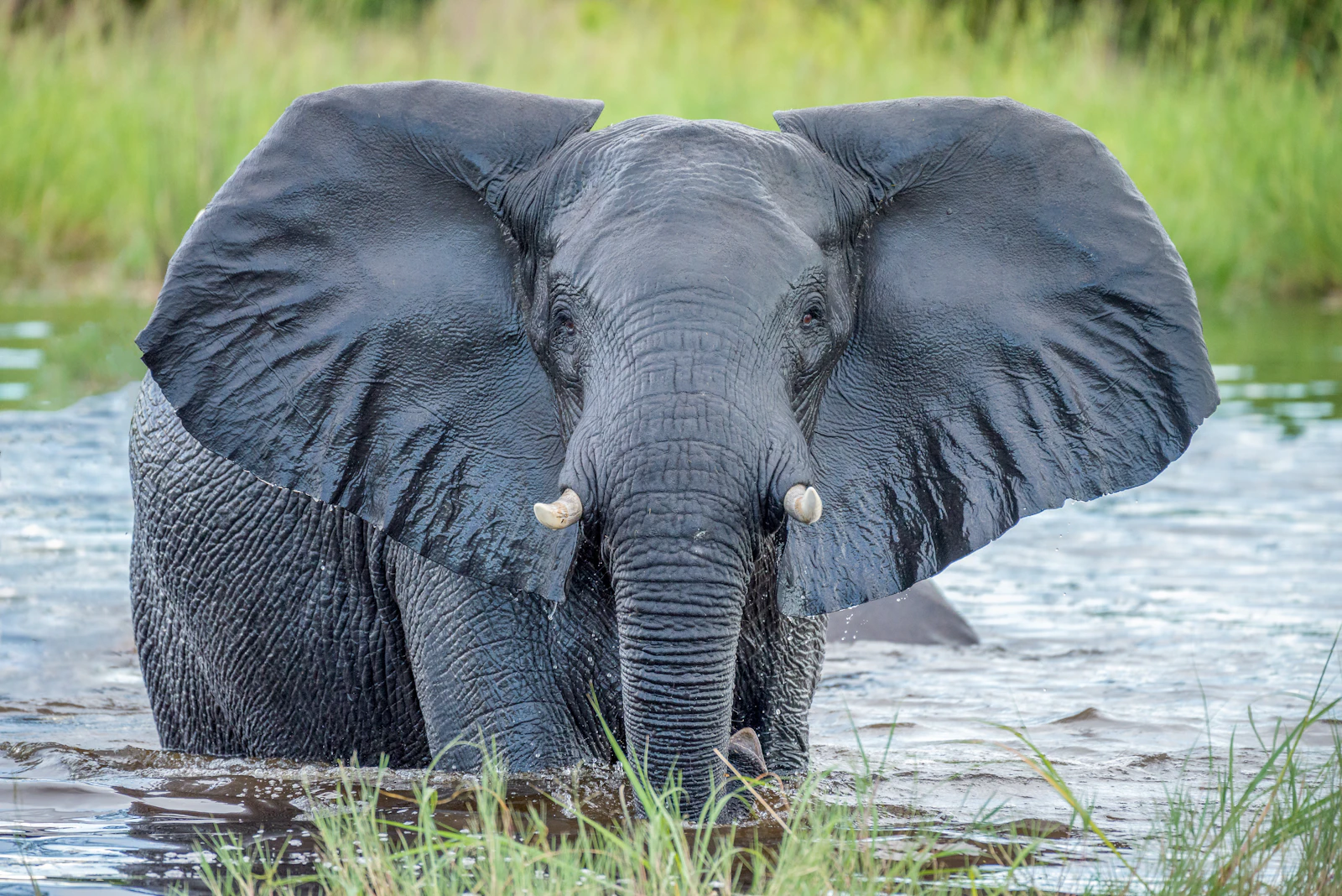 Belmond Savute Elephant Lodge