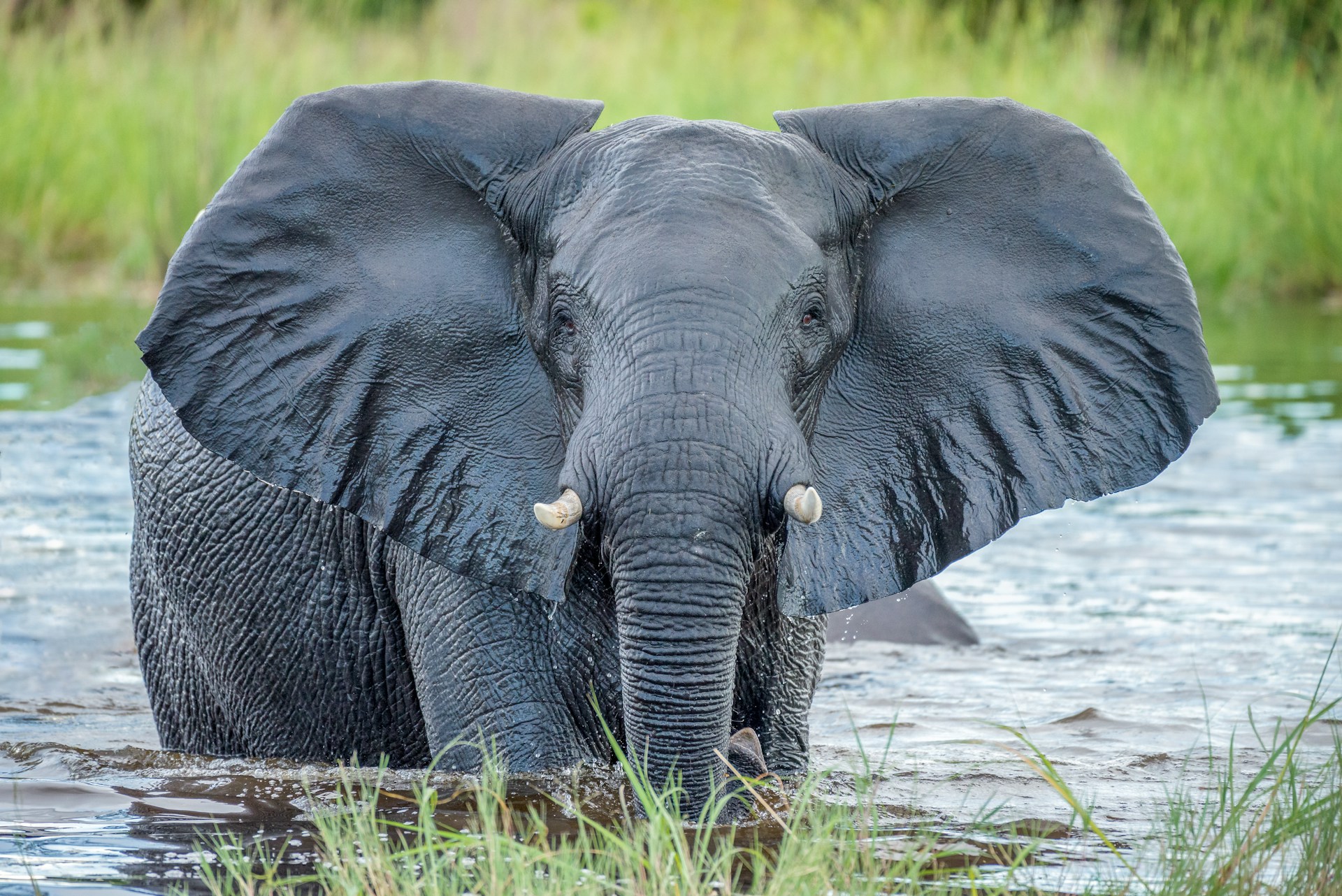 grey elephant in water
