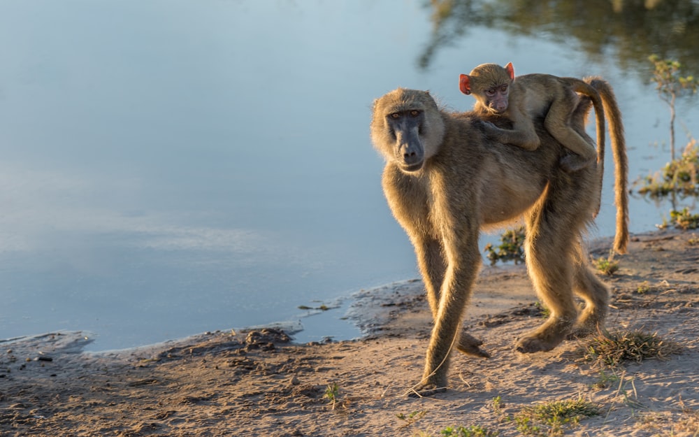 baby monkey on the back of adult monkey